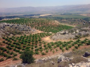 The Bekaa valley