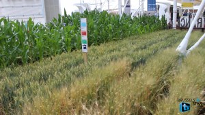 MVI_1092.MOV.Still003