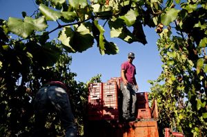 img_gal_139818075877.71