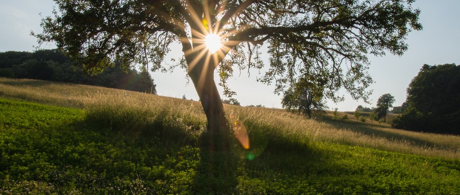SK_Pear from Boþáca - Zabudiþová_(Alena Hroncová)