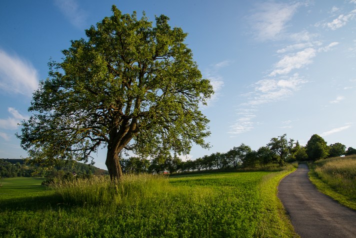 SK_Pear from Boþáca - Zabudiþová_(Alena Hroncová)_2
