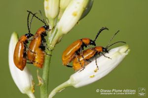 (c) Lorraine Bennery