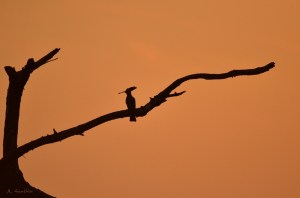 (c) Annick Gauthier & Didier Robert