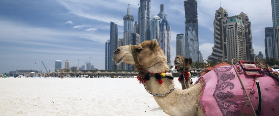dubai-camel